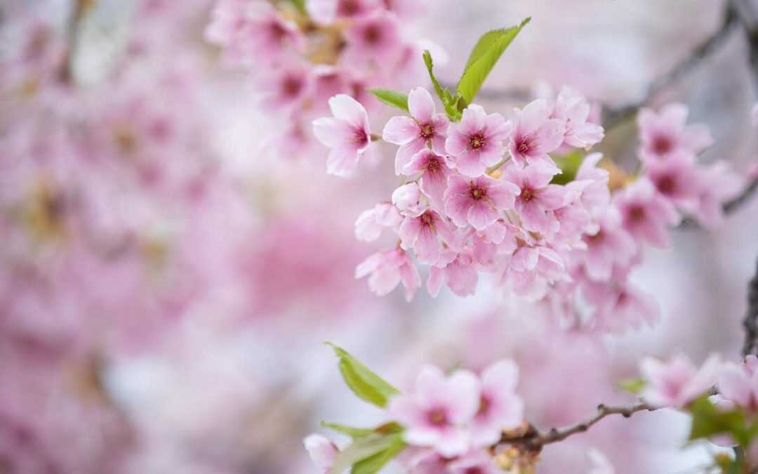 Öppettider i sommar