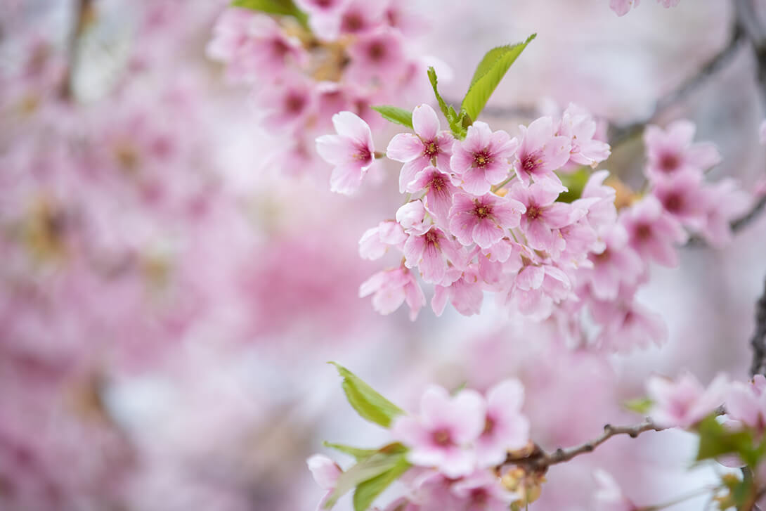 Fakta & Råd Nordic IVF